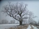 2.6.3 1 Quercus robur Nord-Ansicht.JPG