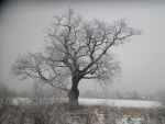 2.6.3 1 Stieleiche - Quercus robur Nord-Ansicht.JPG